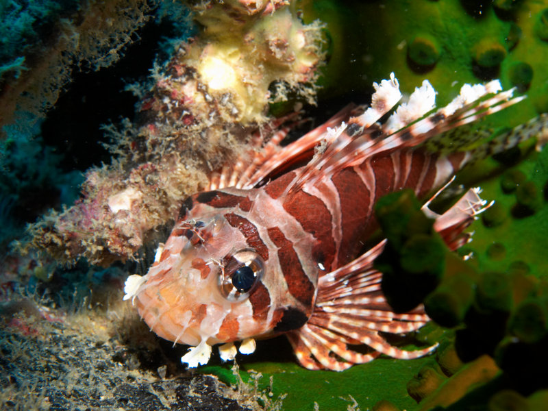 Lion Fish
